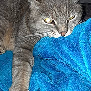 Miracle participe au concours pour gagner de l'argent avec cette photo : bed, blue_blanket, cat, close_up, cozy, ears, eyes, flash_photography, fur, gray_cat, grumpy_expression, indoor, lounging, paw, portrait, radiator, relaxed, sleepy, stretching, whiskers