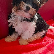 Bloum participe au concours pour gagner de l'argent avec cette photo : adorable, animal, black_white_tan, cute, dog, ear, eyes, face, fluffy, fur, indoor, long_hair, nose, pet, portrait, puppy, red_blanket, sitting, small_dog, vertical_photo
