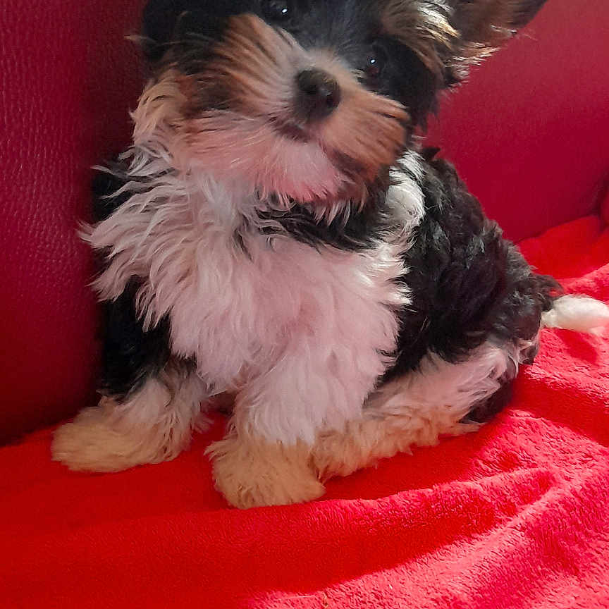 Bloum participe au concours pour gagner de l'argent avec cette photo : adorable, animal, black_white_tan, cute, dog, ear, eyes, face, fluffy, fur, indoor, long_hair, nose, pet, portrait, puppy, red_blanket, sitting, small_dog, vertical_photo