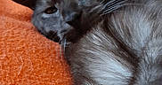 Plume a rejoint le concours — aidez-le/la à gagner de superbes lots ! bed, blanket, cat, charcoal_coat, cozy, ears, feline, floral_background, gray_fur, green_eyes, indoor, lounging, lying_down, nose, orange_blanket, pillow, portrait, relaxed, sleepy, whiskers