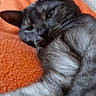 bed, blanket, cat, charcoal_coat, cozy, ears, feline, floral_background, gray_fur, green_eyes, indoor, lounging, lying_down, nose, orange_blanket, pillow, portrait, relaxed, sleepy, whiskers