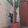 animal, black_cat, cabinet, cat, curious, domestic, funny, hidden, home, houseplant, indoors, interior, peeking, pet, plant_pot, portrait, potted_plant, television, wallpaper, wooden_floor