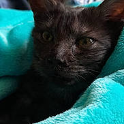 Plume a rejoint le concours — aidez-le/la à gagner de superbes lots ! animal, black_cat, blanket, close_up, cozy, cute, ears, eyes, face, feline, fur, indoors, kitten, pet, playful, portrait, sitting, soft, turquoise, whiskers