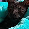 animal, black_cat, blanket, close_up, cozy, cute, ears, eyes, face, feline, fur, indoors, kitten, pet, playful, portrait, sitting, soft, turquoise, whiskers