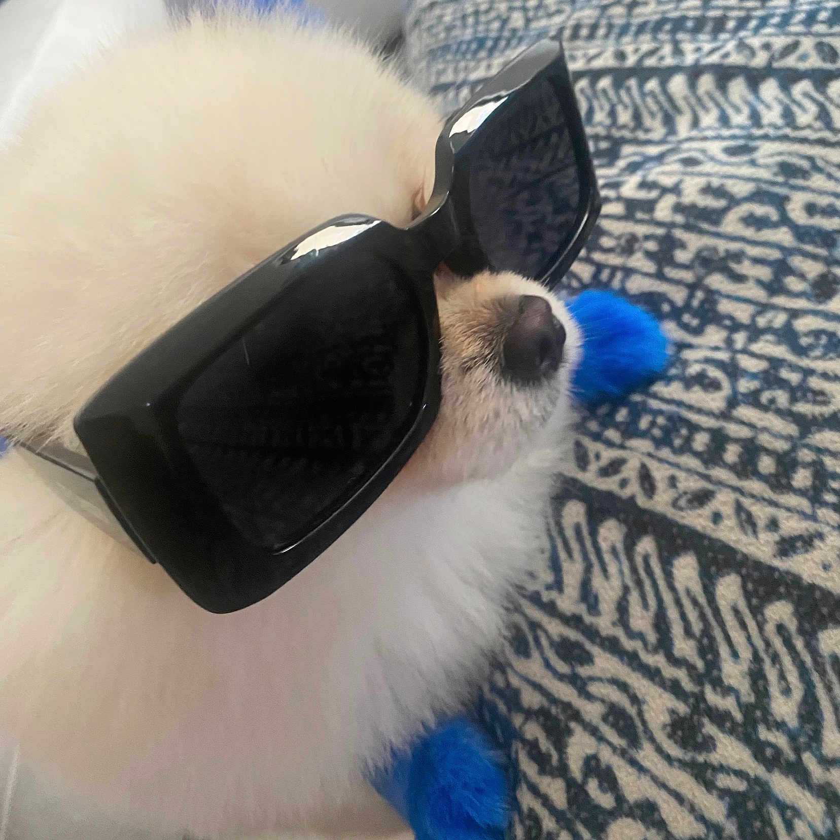 Ishiro joined the competition — help win amazing prizes! accessory, animal, blue, carpet, close_up, cozy, cute, dog, domestic_animal, fashion, fluffy, funny, indoor, patterned, paw_covers, pet, portrait, relaxed, sunglasses, white