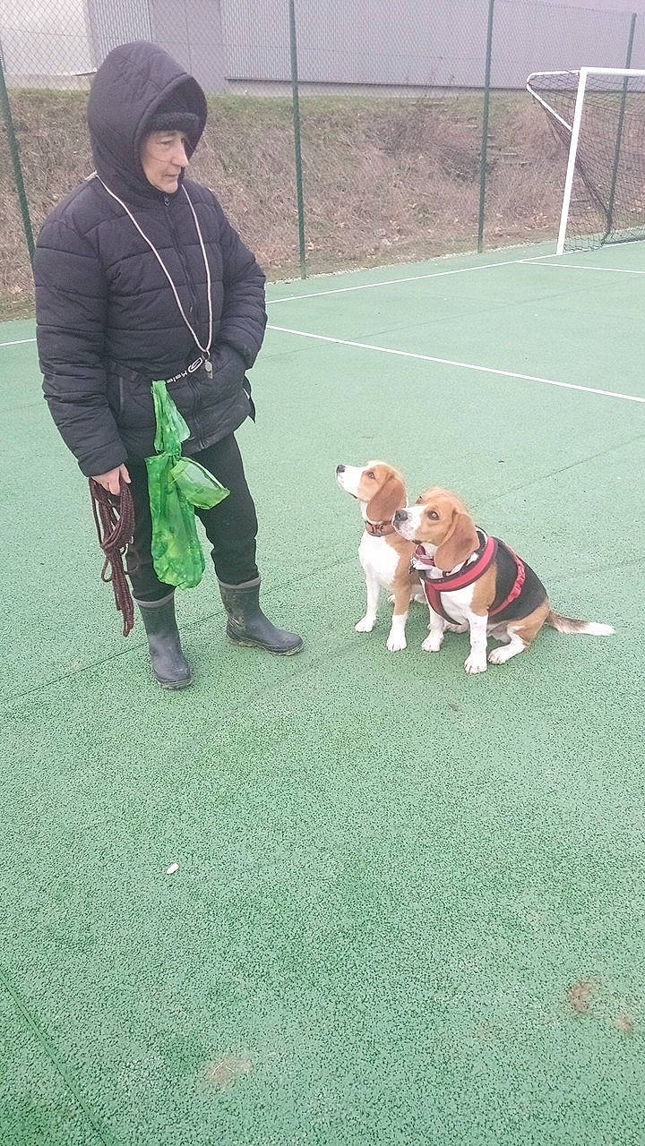 Benjy participe au concours pour gagner de l'argent avec cette photo : beagle, beagle_harrier, canidae, carnivore, companion_dog, dog, dog_breed, dog_walking, estonian_hound, harrier, hound, hunting_dog, mammal, obedience_training, person, posavac_hound, sporting_group, vertebrate