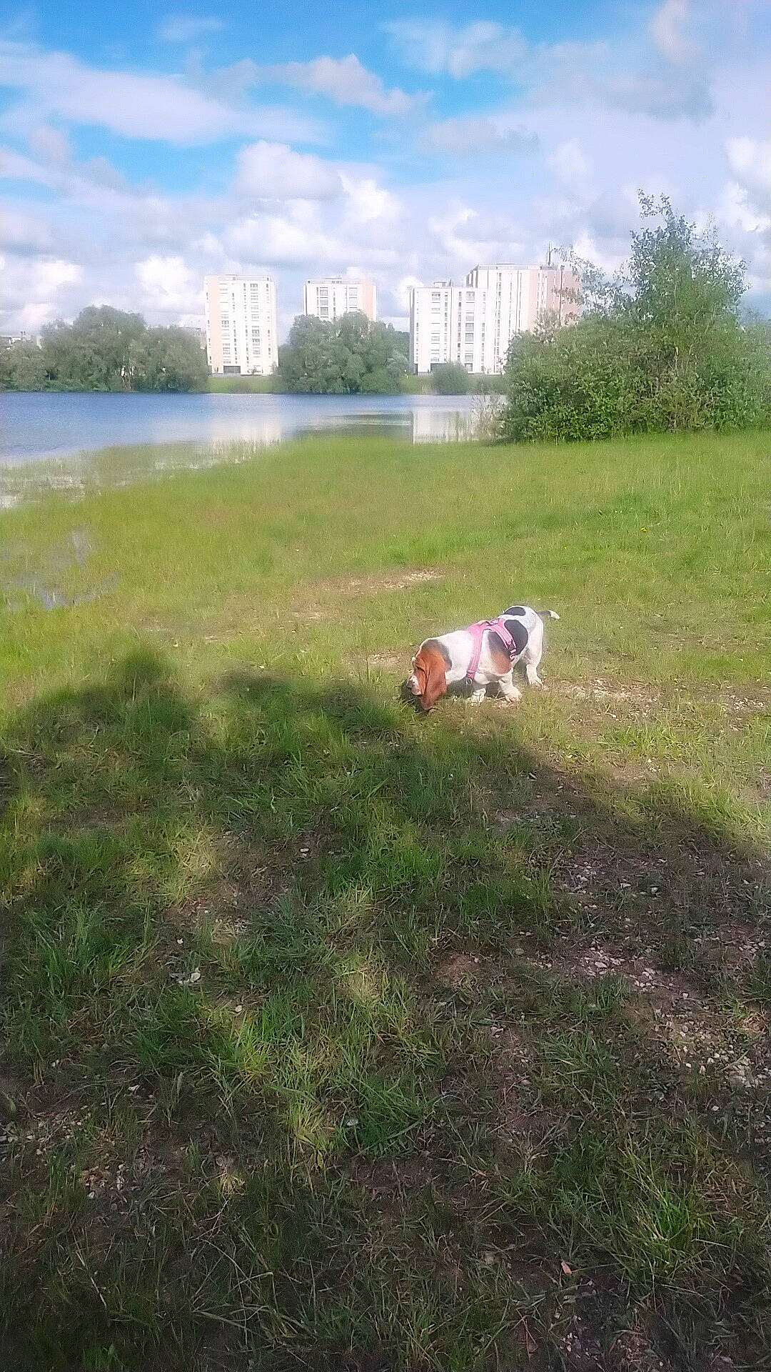 Luna a rejoint le concours — aidez-le/la à gagner de superbes lots ! building, carnivore, cloud, companion_dog, dog, dog_breed, fawn, grass, grassland, horizon, lake, land_lot, landscape, lawn, meadow, natural_landscape, plant, sky, tree, water