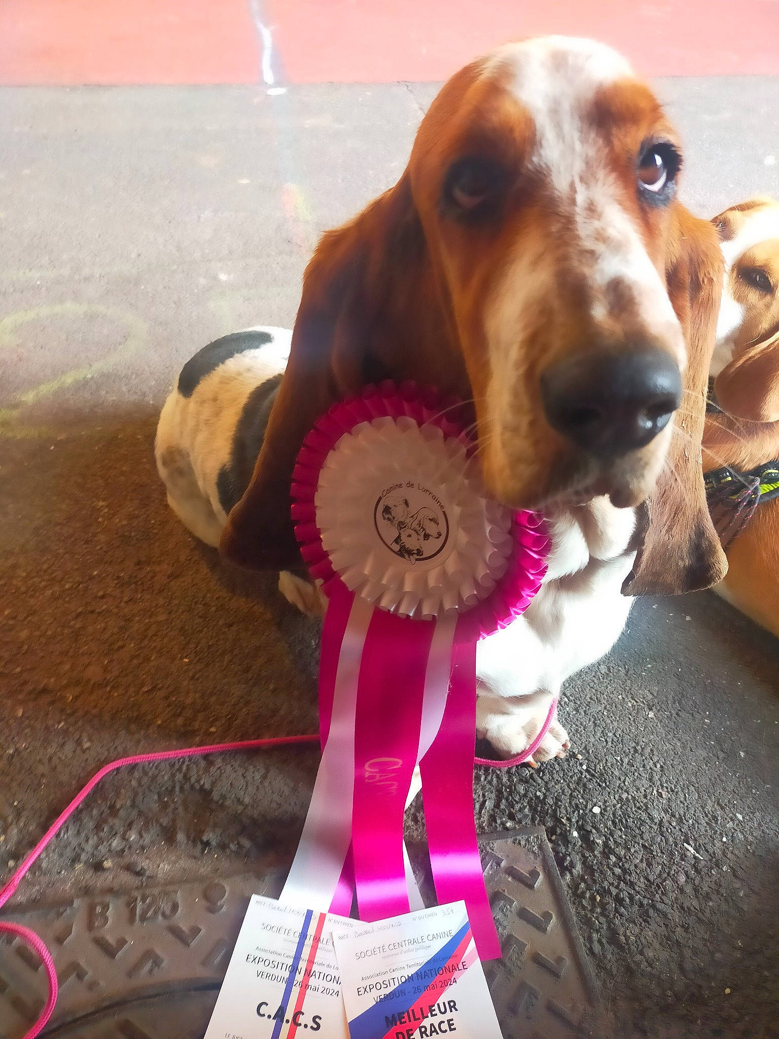 Luna participe au concours pour gagner de l'argent avec cette photo : canidae, carnivore, collar, companion_dog, dog, dog_breed, dog_collar, dog_supply, fashion_accessory, fawn, fur, hound, jewellery, liver, pet_supply, snout, sporting_group, toy, whiskers, working_animal