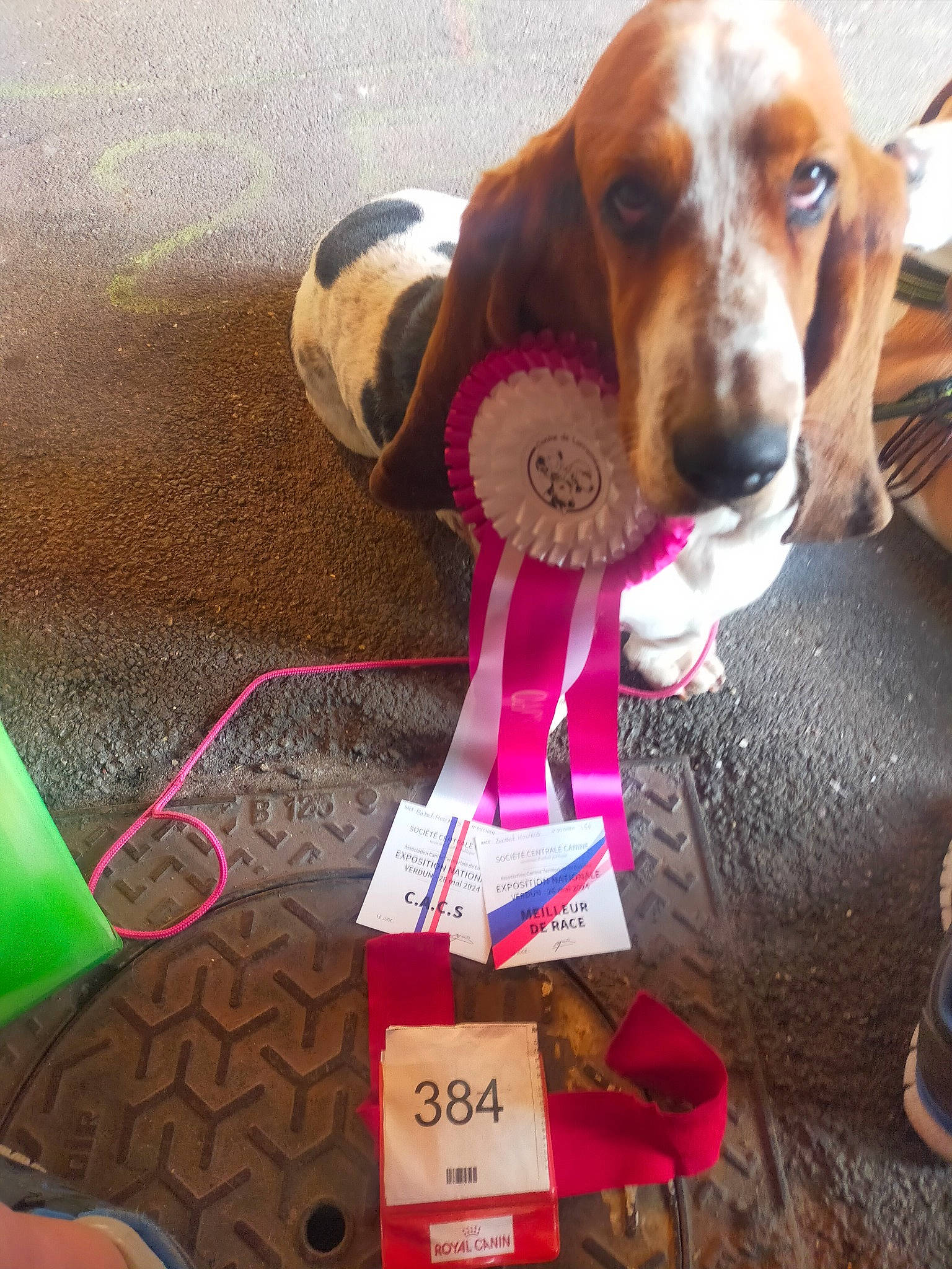 Luna participe au concours pour gagner de l'argent avec cette photo : canidae, carnivore, collar, companion_dog, dog, dog_breed, dog_collar, dog_supply, fawn, giant_dog_breed, hound, hunting_dog, leash, liver, pet_supply, scent_hound, snout, sporting_group, working_animal