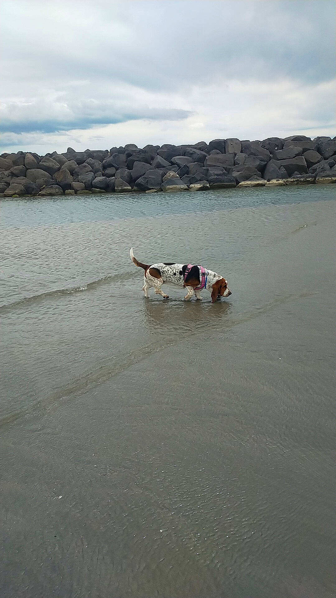 Luna a rejoint le concours — aidez-le/la à gagner de superbes lots ! beach, cloud, coast, coastal_and_oceanic_landforms, horizon, lake, lake_district, landscape, leisure, ocean, recreation, reservoir, rock, sand, shore, sky, sporting_group, water, wave, wind_wave