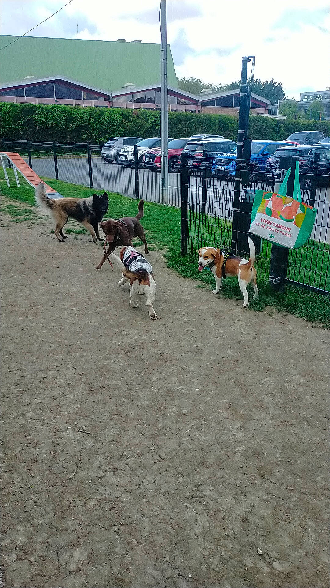 Tango a rejoint le concours — aidez-le/la à gagner de superbes lots ! asphalt, canidae, car, carnivore, collar, companion_dog, dog, dog_breed, fawn, grass, leash, mammal, plant, road_surface, sidewalk, sky, sporting_group, vehicle, wheel, working_animal