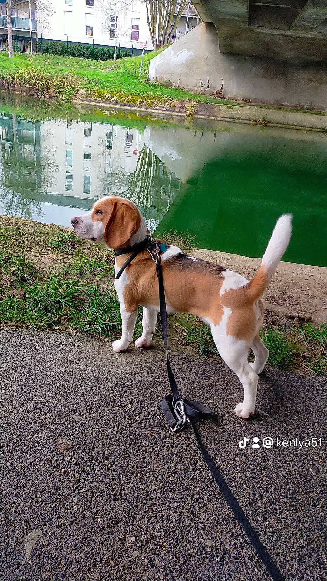 Tango participe au concours pour gagner de l'argent avec cette photo : canidae, carnivore, collar, companion_dog, dog, dog_breed, dog_collar, dog_supply, fashion_accessory, fawn, grass, gun_dog, leash, pet_supply, plant, scent_hound, sporting_group, tail, water, working_animal