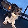 Spookie Tee is registered to the contest to win money with this photo: dog, trampoline, backyard, evening, house, pet, animal, black_and_white, fur, ears, outdoor, grass, window, light, paw, resting, looking_away, domestic_animal, play_area, quiet