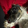 dog, paw, fur, red_blanket, black_fabric, resting, lying_down, closeup, canine, pet, relaxed, sleepy, indoor, animal, mammal, companion, cute, white_fur, black_fur, brown_fur