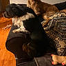 dog, couch, blanket, toy, indoor, wooden_floor, pet, furniture, brown_dog, black_and_white_dog, relaxing, home, companion, animal, domestic, cozy, carpet, laying_down, living_room, furry