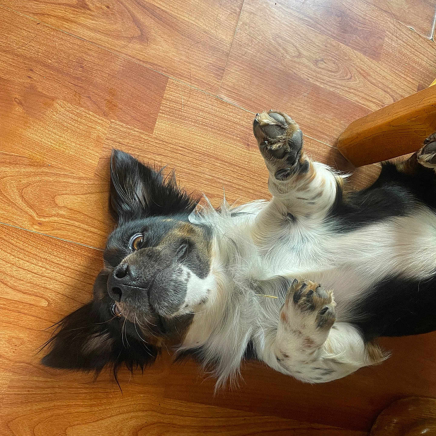 Spookie Tee joined the competition — help win amazing prizes! dog, pet, lying_down, wooden_floor, paws_up, black_and_white, fur, playful, indoors, curious, animal, canine, relaxed, flooring, cute, domestic_animal, looking_up, resting, happy, friendly