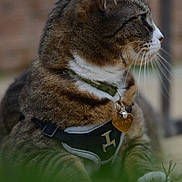 Athena is registered to the contest to win money with this photo: alert, animal, cat, closeup, collar, cute, domestic_cat, feline, fur, grass, harness, mammal, nature, outdoor, pet, resting, side_view, tabby, tag, whiskers