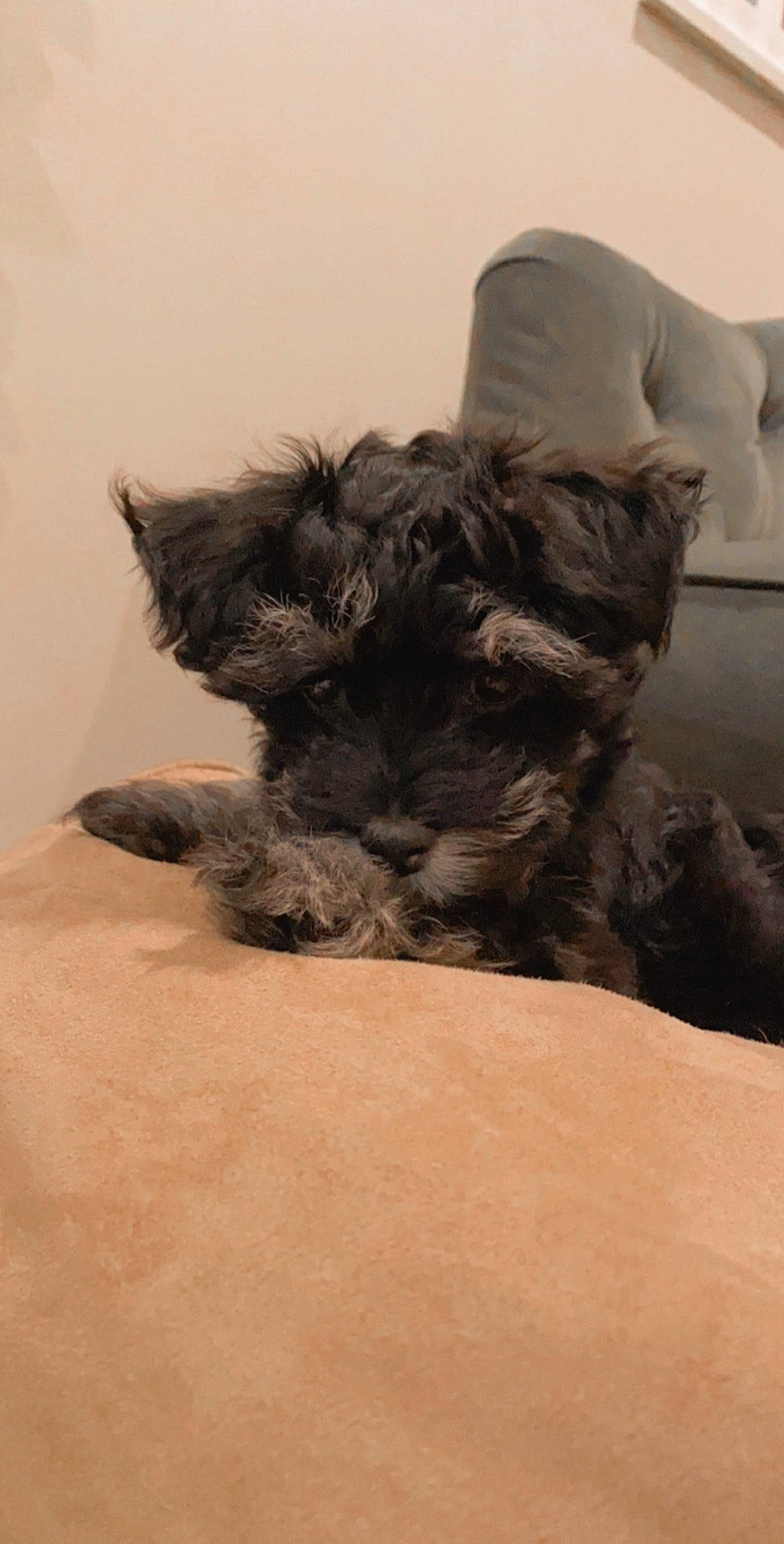 Cleo joined the competition — help win amazing prizes! affenpinscher, bolonka, cairn_terrier, canidae, carnivore, cesky_terrier, companion_dog, dog, dog_breed, mammal, miniature_schnauzer, puppy, schnauzer, schnoodle, scottish_terrier, small_terrier, snout, sporting_group, standard_schnauzer, terrier