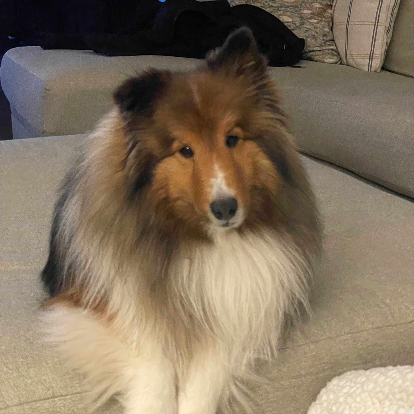 Bucky is registered to the contest to win money with this photo: animal, architecture, armchair, building, canine, chair, collie, couch, cushion, dog, furniture, homedecor, indoors, interiordesign, linen, livingroom, pet, pillow, puppy, room