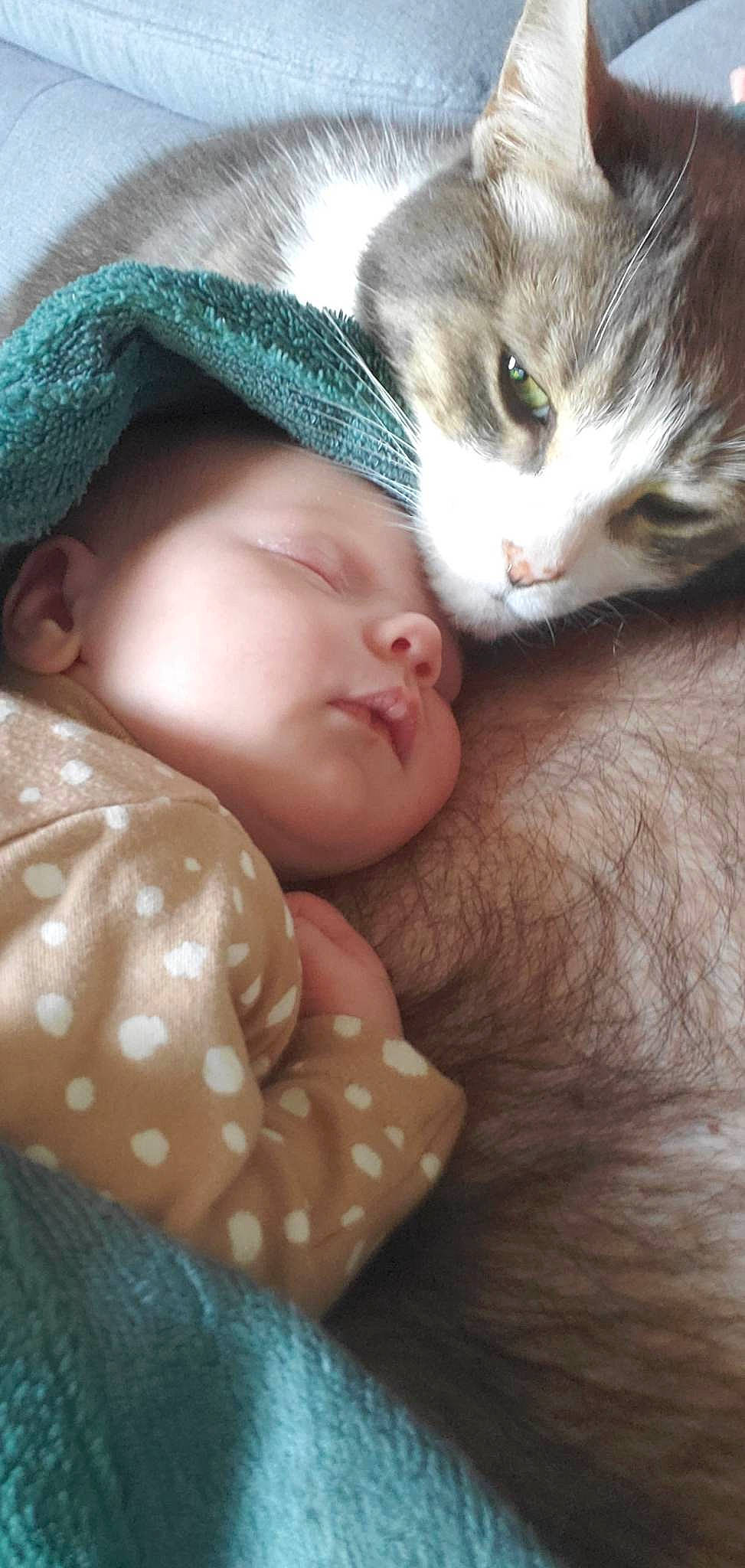 Judith participe au concours pour gagner de l'argent avec cette photo : baby_toddler_clothing, cap, cat, child, close_up, comfort, felidae, fur, gesture, grass, linens, mammal, pattern, person, skin, small_to_medium_sized_cats, textile, tree, vertebrate, whiskers