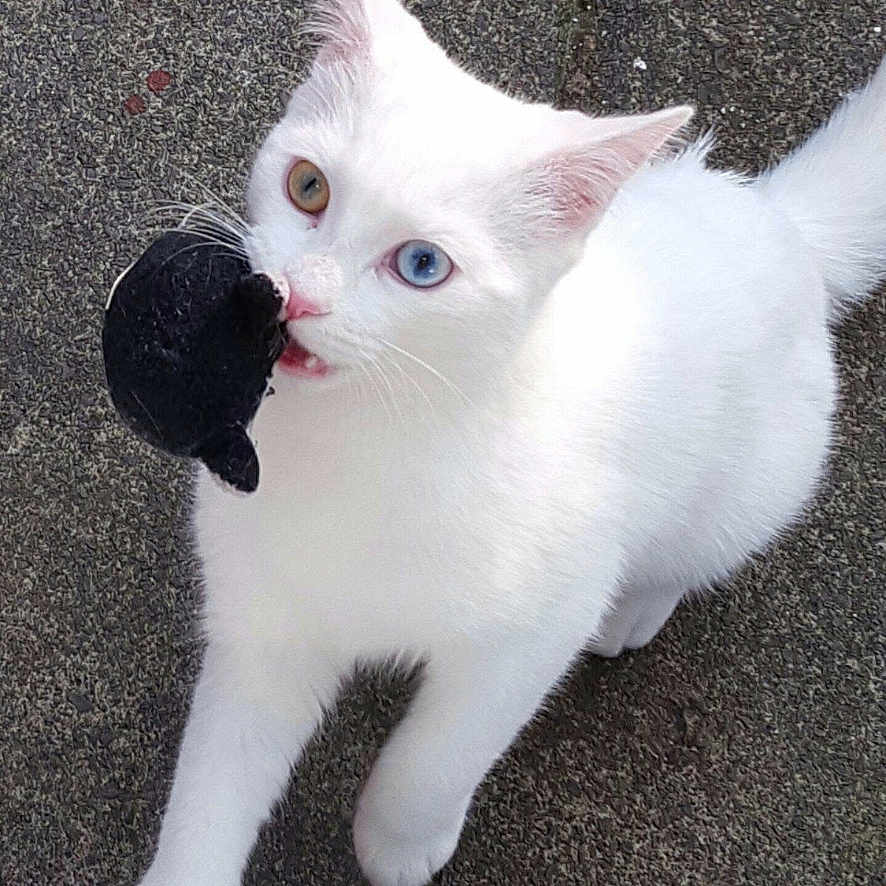 Gizmo is registered to the contest to win money with this photo: amber_eye, animal, blue_eye, cat, closeup, cute, face, fur, ground, heterochromia, mouth, outdoor, paw, pet, playful, tail, texture, toy_mouse, whiskers, white_cat