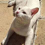 Gizmo is registered to the contest to win money with this photo: animal, cat, cute, daylight, domestic_animal, fur, looking_up, mammal, nature, outdoor, paw, pet, relaxed, resting, shadow, small_animal, stone_tiles, sunlight, whiskers, white_cat