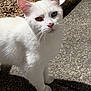 Gizmo is registered to the contest to win money with this photo: animal, cat, close_up, curious, daylight, ears, feline, fur, gravel, heterochromia, nature, outdoor, paving_stones, pet, pink_nose, shadow, standing, sunlight, whiskers, white_cat