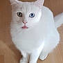animal, blue_eye, cat, close_up, cute, ears, feline, floor, fluffy, fur, green_eye, heterochromia, indoor, looking_up, pet, sitting, tongue_out, whiskers, white_cat, wooden_floor