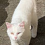 Gizmo joined the competition — help win amazing prizes! alert, animal, cat, concrete, cute, daylight, ears, feline, fur, heterochromia, mammal, nature, outdoor, pet, shadow, sunlight, tail, walking, whiskers, white_cat