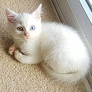 Precious joined the competition — help win amazing prizes! kitten, cat, white_fur, heterochromia, blue_eye, green_eye, curled_up, carpet, indoor, window, curious, pet, young, small, feline, cute, fluffy, animal, domestic, resting