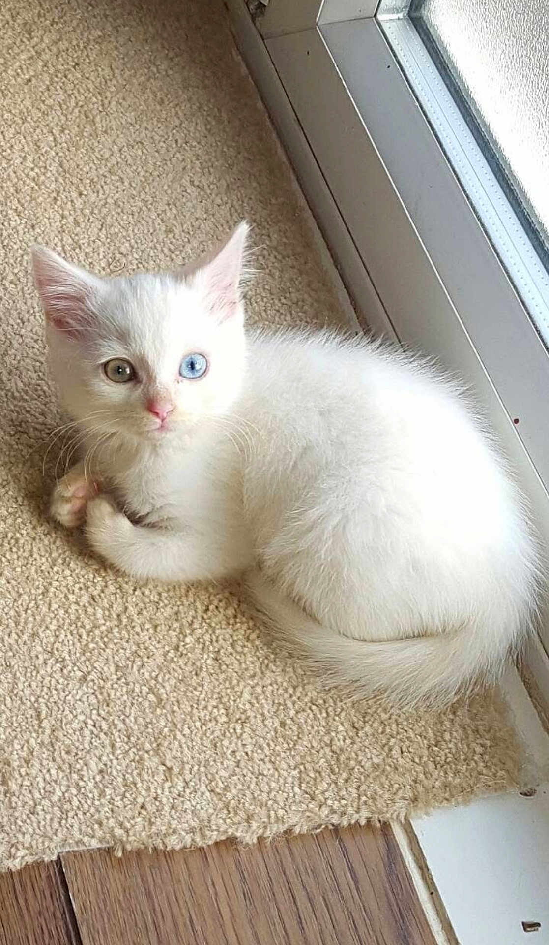 Precious