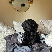 Roco joined the competition — help win amazing prizes! puppy, dog, black_dog, blanket, cushion, sofa, mirror, decor, flower, indoor, cozy, pet, fur, cute, home, relaxing, comfort, animal, furniture, soft