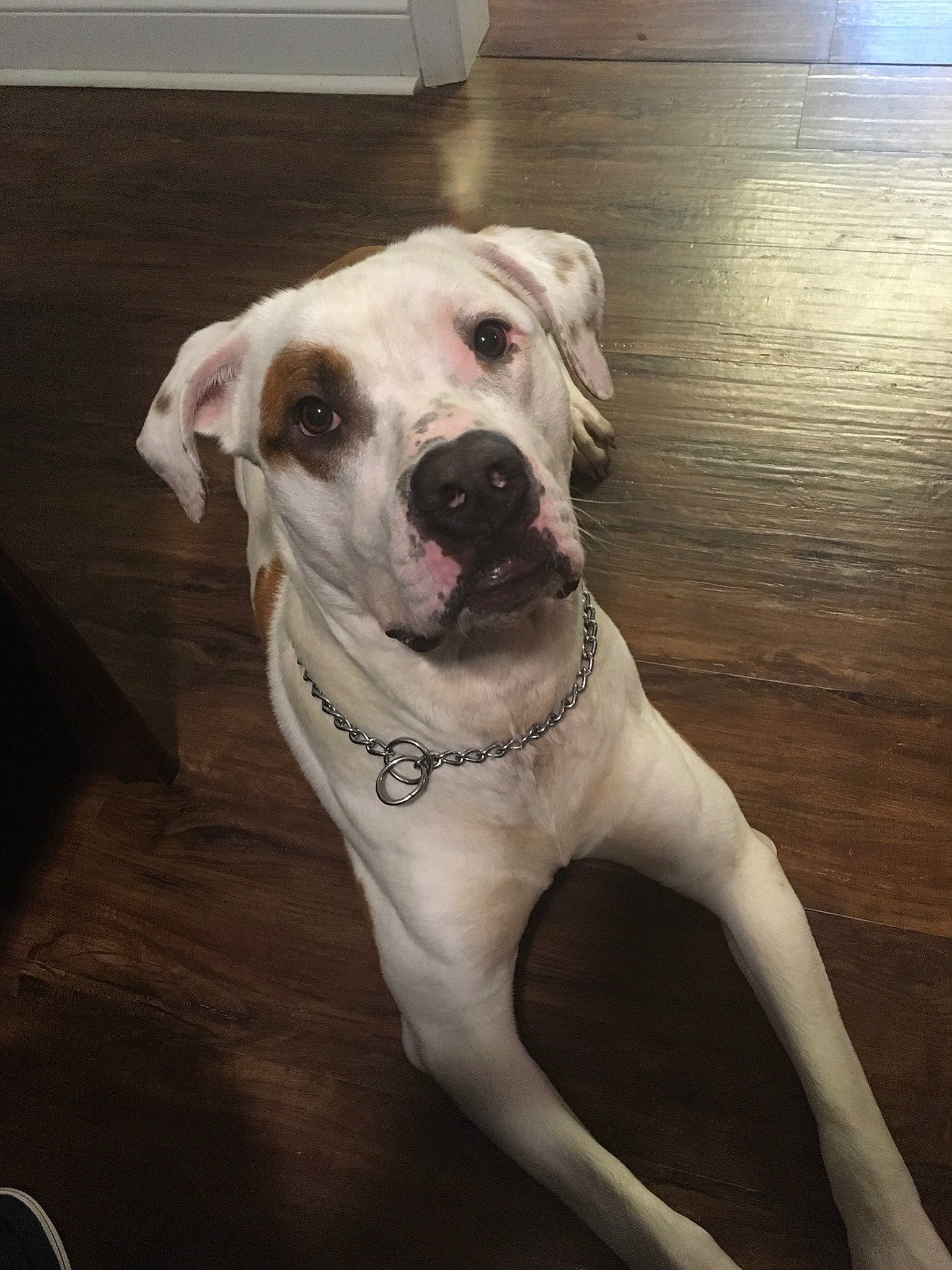 Debo joined the competition — help win amazing prizes! american_bulldog, bully_kutta, canidae, carnivore, catahoula_bulldog, dog, dog_breed, dogo_argentino, fawn, mammal, non_sporting_group, rare_breed_dog, snout, sporting_group, vertebrate