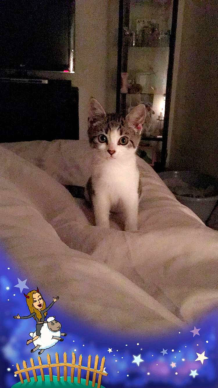 Naïa a rejoint le concours — aidez-le/la à gagner de superbes lots ! aegean_cat, carnivoran, cat, cat_like_mammal, domestic_short_haired_cat, european_shorthair, kitten, mammal, person, photo_caption, small_to_medium_sized_cats, tail, vertebrate, whiskers