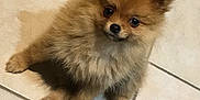 Olya participe au concours pour gagner de l'argent avec cette photo : carnivoran, companion_dog, dog, dog_breed, dog_breed_group, dog_like_mammal, flooring, german_spitz, german_spitz_klein, german_spitz_mittel, mammal, pomeranian, puppy, snout, spitz, volpino_italiano