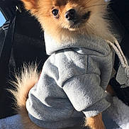 Olya a rejoint le concours — aidez-le/la à gagner de superbes lots ! carnivoran, companion_dog, dog, dog_breed, dog_breed_group, dog_like_mammal, fur, german_spitz, german_spitz_klein, mammal, non_sporting_group, pomeranian, puppy, snout, spitz