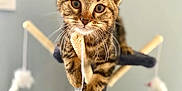 Aby participe au concours pour gagner de l'argent avec cette photo : kitten, tabby, cat, cat_tree, toy_mouse, pet, animal, whiskers, playful, curious, indoor, feline, closeup, cute, young, paws, ears, fur, domestic, mammal