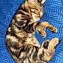 cat, kitten, sleeping, tabby, fur, pet, animal, cozy, blue_blanket, pattern, cute, domestic_cat, resting, young_cat, whiskers, paw, feline, closeup, indoor, relaxation