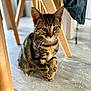 kitten, tabby, cat, pet, animal, indoor, wooden_floor, furniture, table_leg, cute, young, whiskers, ears, fur, domestic_cat, floor, crossed_paws, curious, sitting, closeup