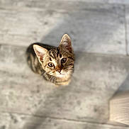 Aby a rejoint le concours — aidez-le/la à gagner de superbes lots ! kitten, cat, tabby, pet, animal, looking_up, floor, wooden_floor, sunlight, shadow, cute, young_cat, indoor, feline, whiskers, ears, eyes, fur, small, domestic_animal