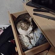 Dash is registered to the contest to win money with this photo: cat, drawer, clothes, furniture, indoor, pet, tabby_cat, resting, wood, remote_control, television, cozy, domestic, home, carpet, storage, sleeping_spot, animal, feline, blurred