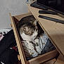 cat, drawer, clothes, furniture, indoor, pet, tabby_cat, resting, wood, remote_control, television, cozy, domestic, home, carpet, storage, sleeping_spot, animal, feline, blurred
