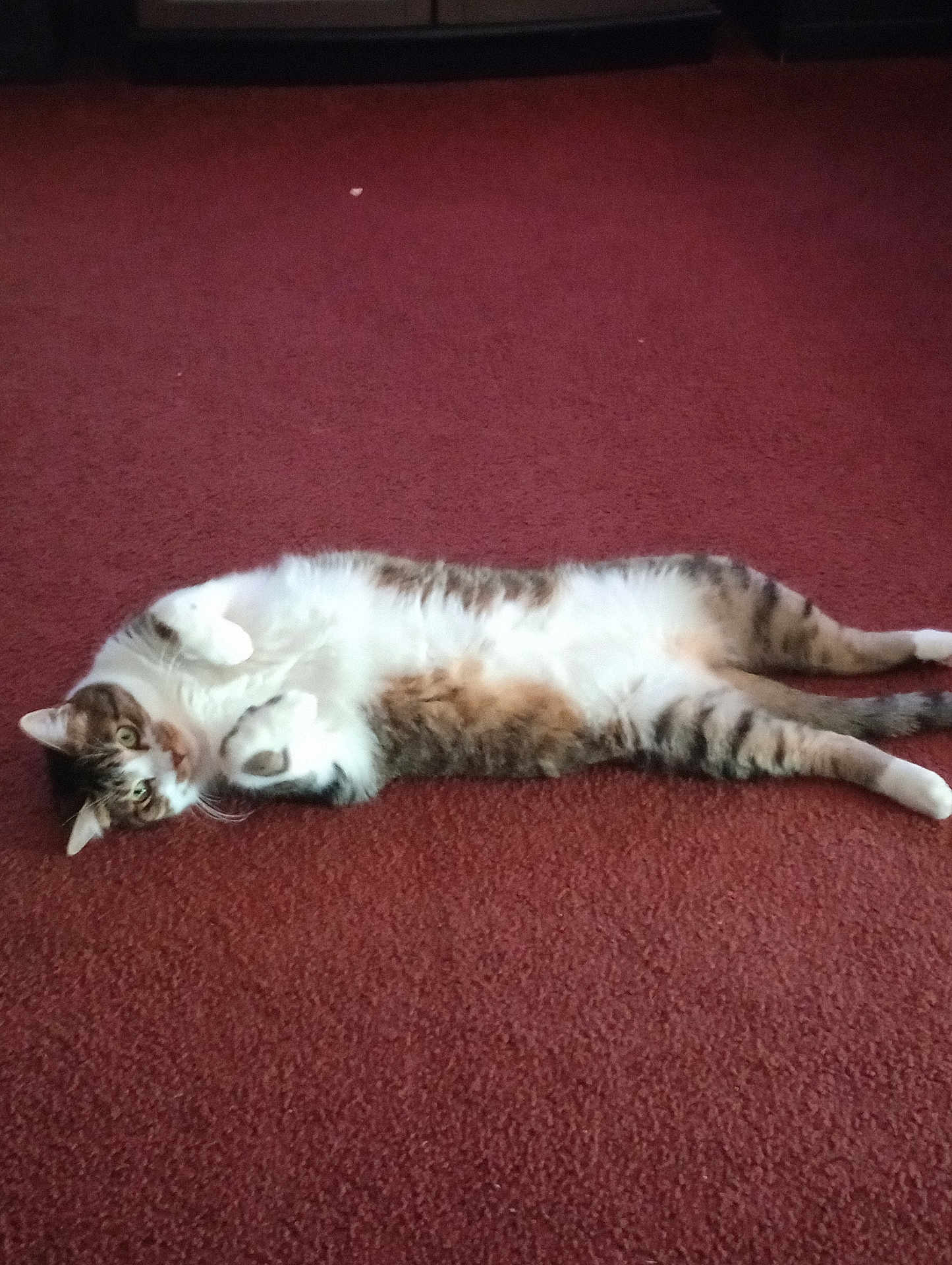 Dash joined the competition — help win amazing prizes! cat, tabby, pet, animal, feline, lying_down, carpet, indoor, relaxed, cute, whiskers, paws, fur, striped, mammal, domestic, resting, looking, eyes, cozy