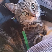 Thalie a rejoint le concours — aidez-le/la à gagner de superbes lots ! animal, cat, closeup, collar, curious, cute, enclosure, feline, fur, green_eyes, indoor, leash, mesh, pet, portrait, resting, soft_light, striped, tabby, whiskers