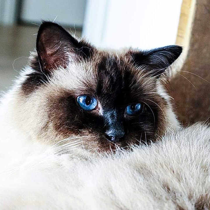 Nélia
