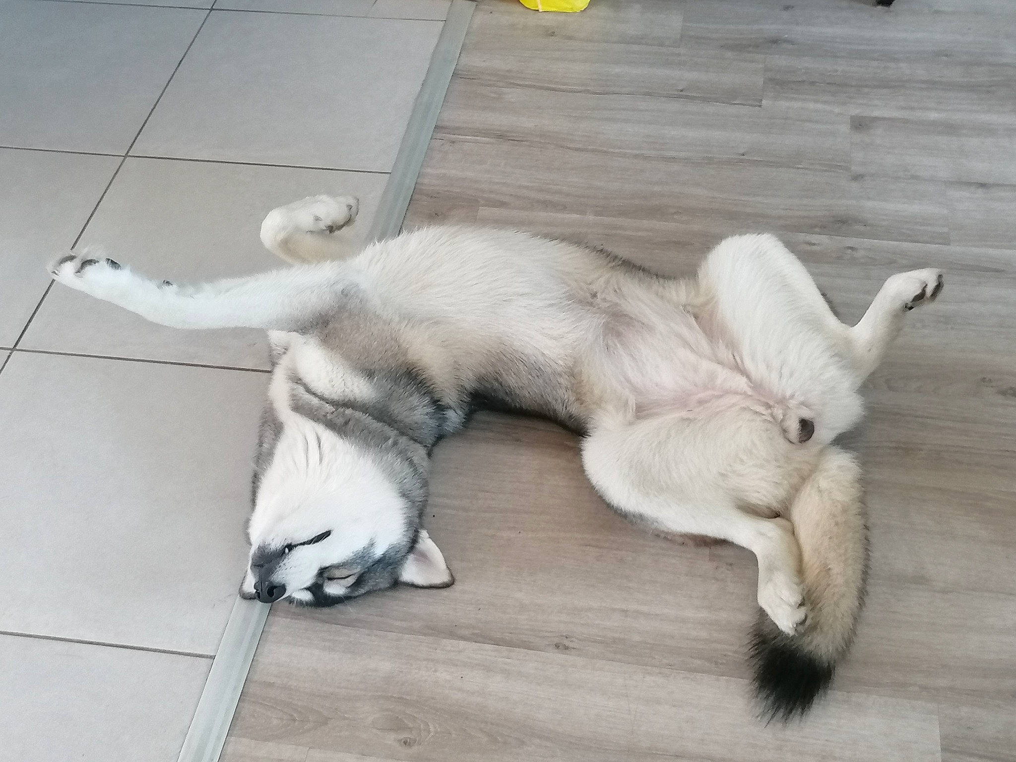 Topaze participe au concours pour gagner de l'argent avec cette photo : canidae, carnivore, companion_dog, dog_breed, fawn, felidae, flooring, fur, hardwood, paw, small_to_medium_sized_cats, snout, sporting_group, tail, terrestrial_animal, toy, whiskers, wing, wood, working_animal