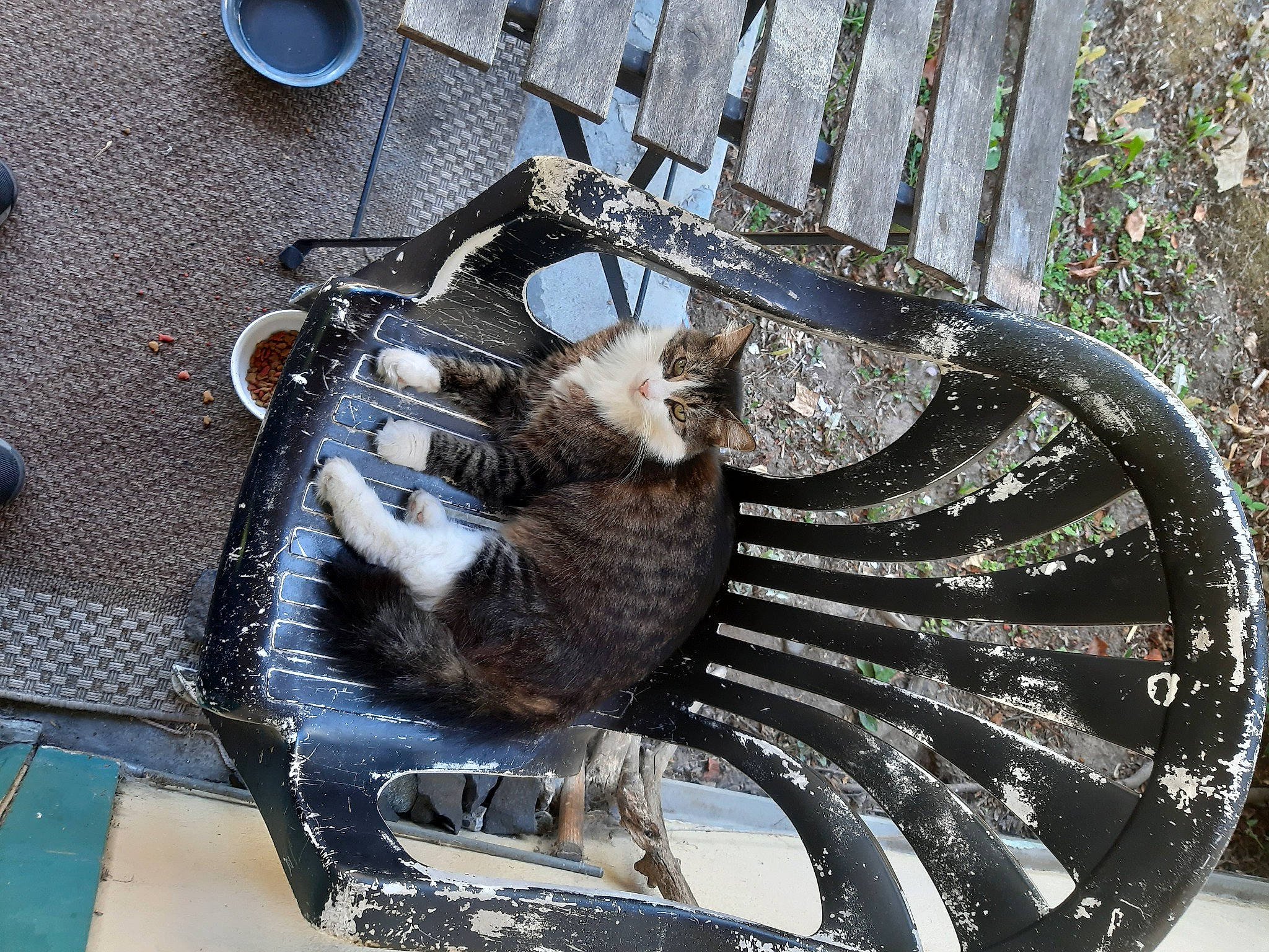 Poofy joined the competition — help win amazing prizes! alloy_wheel, automotive_exterior, automotive_lighting, automotive_tire, bicycle_part, bicycle_saddle, bicycle_tire, bumper, carnivore, cat, fender, headlamp, motor_vehicle, motorcycle, rim, spoke, tire, tread, vehicle, wheel