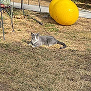 Yuri joined the competition — help win amazing prizes! animal, cat, chair, daylight, exercise_ball, floral_pattern, grass, gray_cat, lawn, metal_chair, nature, outdoor, pet, quiet, relaxing, resting, summer, sunlight, yard, yellow_ball