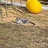 cat, gray_cat, outdoor, grass, lawn, sunlight, exercise_ball, yellow_ball, chair, metal_chair, floral_pattern, relaxing, pet, animal, yard, daylight, nature, resting, summer, quiet