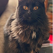 Crouton is registered to the contest to win money with this photo: cat, black_cat, longhaired, fluffy, feline, pet, animal, portrait, closeup, golden_eyes, whiskers, ears, fur, sitting, indoors, home, soft_lighting, centered_composition, photography, serious_expression